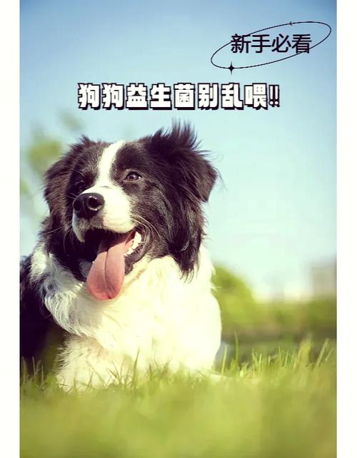 狗為什麼要吃益生菌