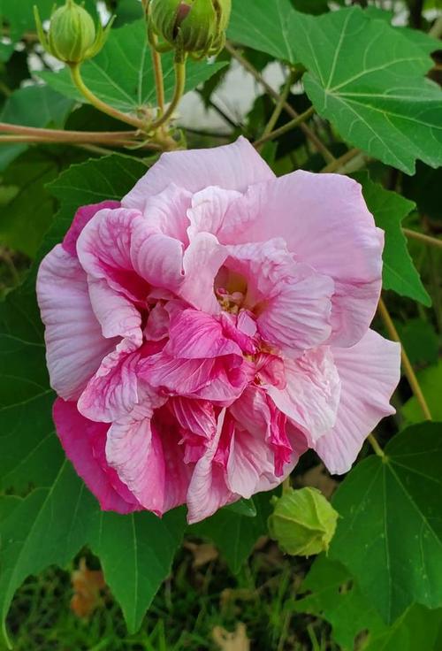 芙蓉和蓮花一樣嗎