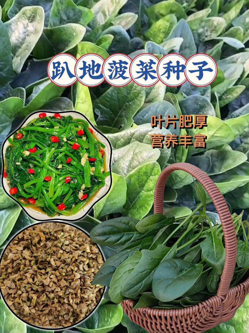菠菜種子泡水:提升發芽率的關鍵步驟與完整指南 1 菠菜種子泡水