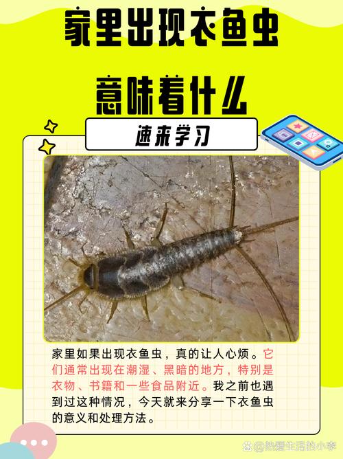 怎麼讓家裡沒有蟲