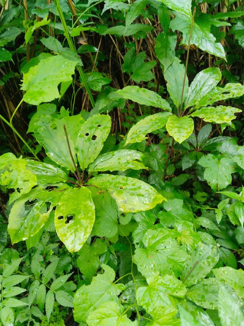 一葉草有什麼功效
