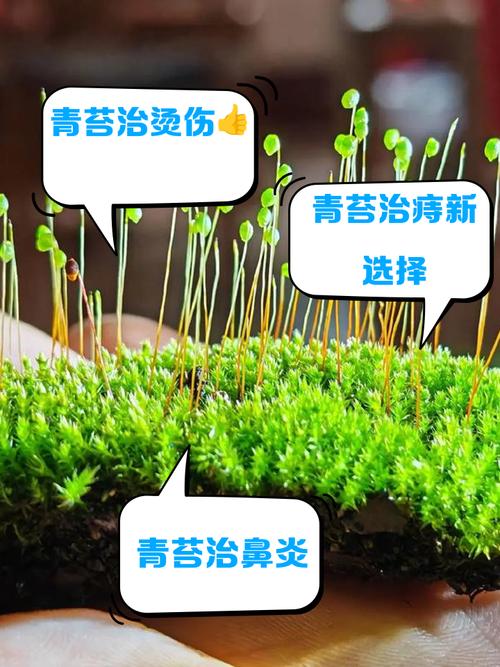 青苔怕什麼