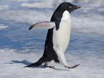 阿德利企鵝有什麼特徵:探索南極小精靈的獨特魅力與生存之道 1 阿德利企鵝有什麼特徵