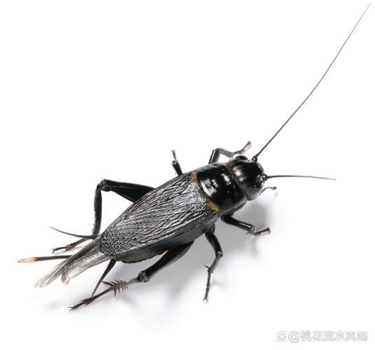 蟋蟀有毒嗎