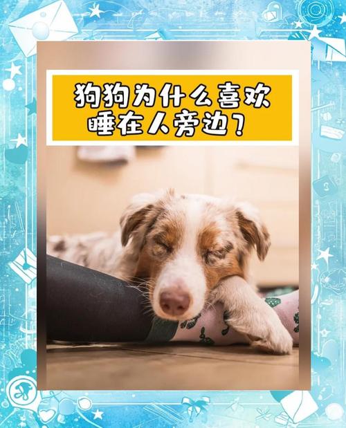 狗狗為什麼喜歡睡頭上:解密毛孩依偎你頭部的溫馨秘密 1 狗狗為什麼喜歡睡頭上