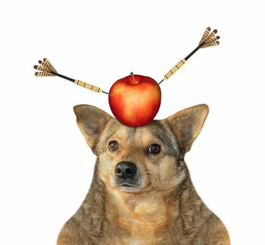 狗狗吃蘋果
