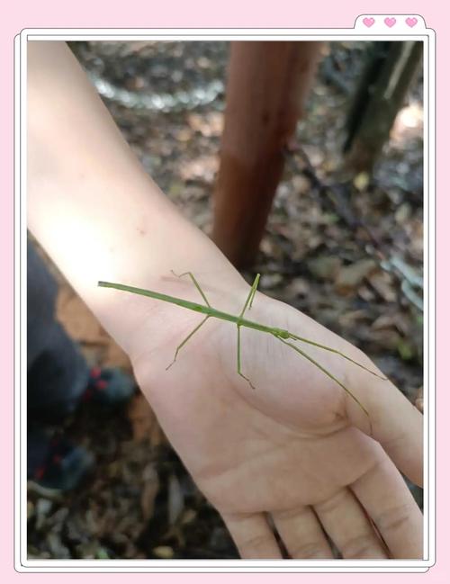 竹節蟲會脫皮嗎