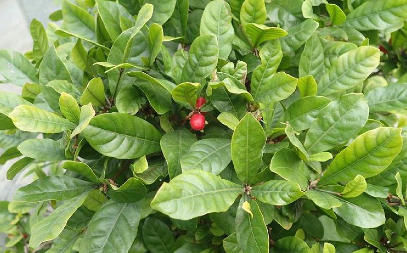 神秘果葉子可以吃嗎