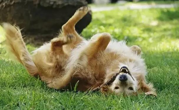 為什麼狗狗喜歡滾草地