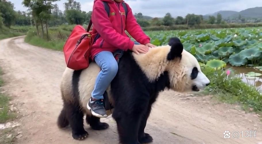 熊貓誰的坐騎