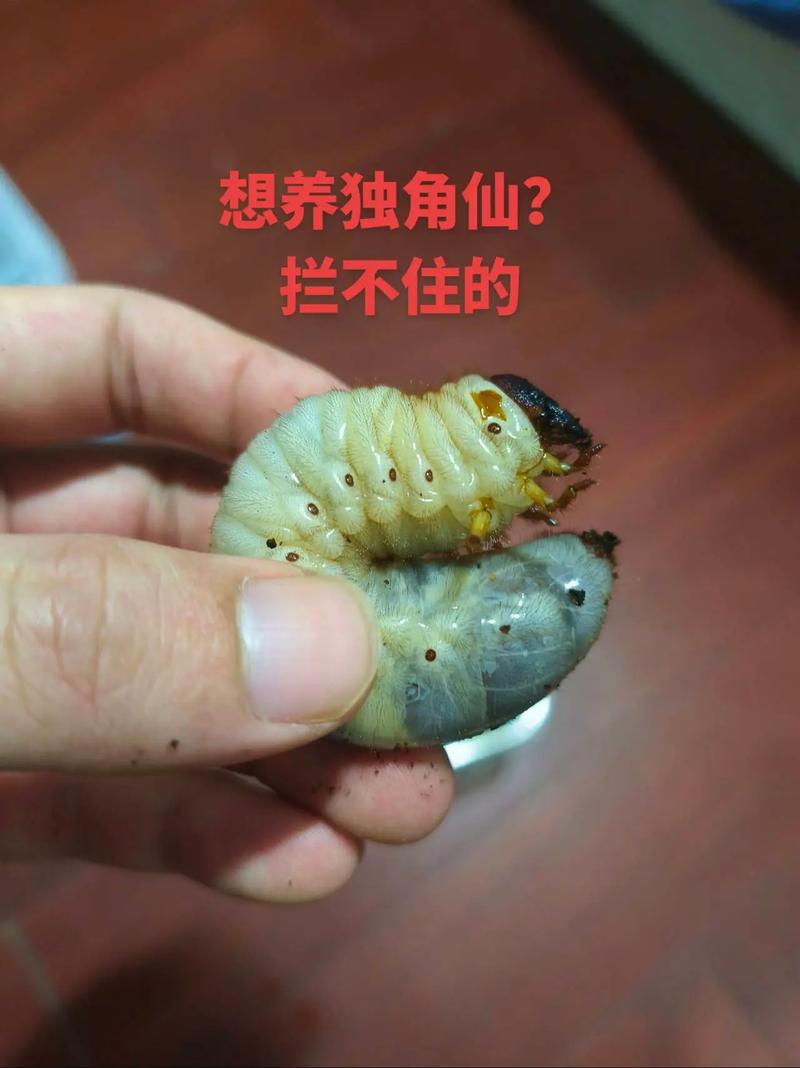 獨角仙吃蘋果嗎:深入解析獨角仙的飲食偏好與健康照護 1 獨角仙吃蘋果嗎