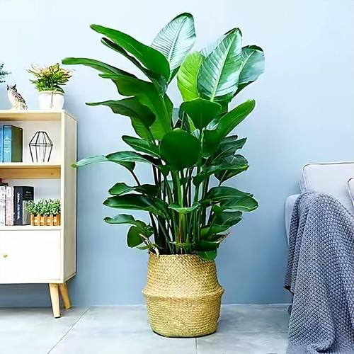 室內適合養什麼花