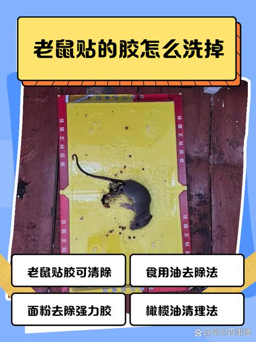 老鼠膠怎麼去除