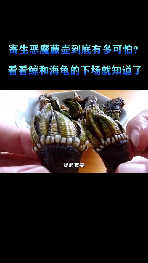 藤壺為什麼寄生