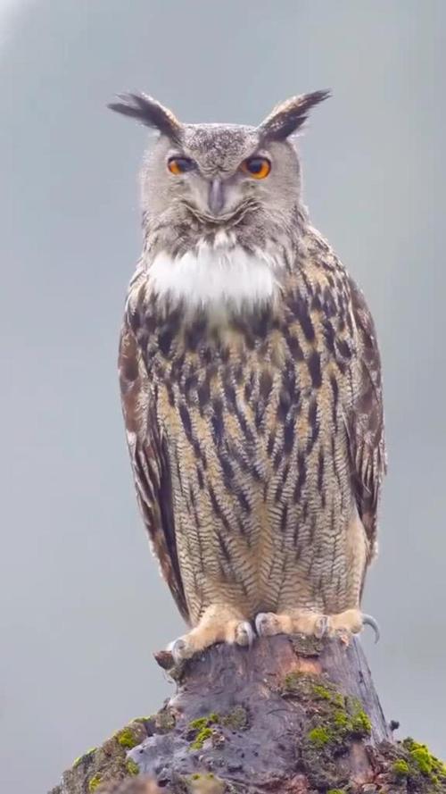 貓頭鷹耳朵有什麼特別