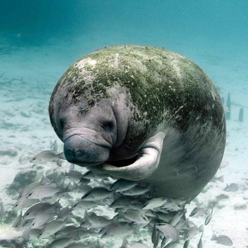 海牛在哪裡:探索溫馴巨獸的全球棲息地與神秘蹤跡 3 海牛在哪裡