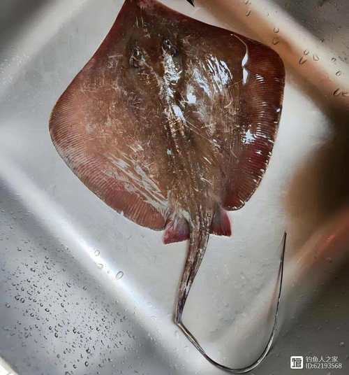 鰩魚有毒嗎