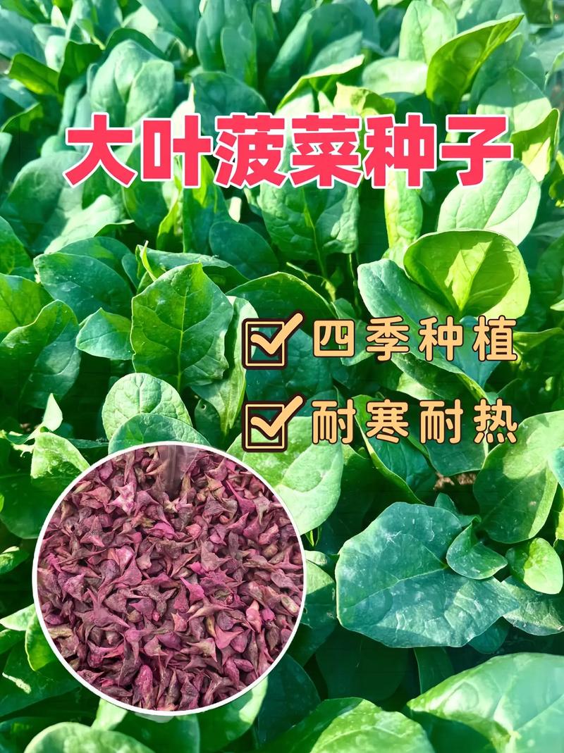 種菠菜種子要泡水嗎