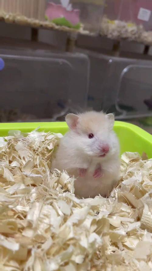 黃金鼠可以養在一起嗎