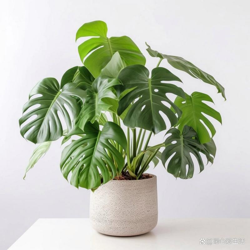 什麼植物不需要陽光