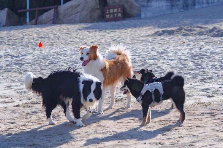 拉拉山恩愛農場可以帶狗嗎