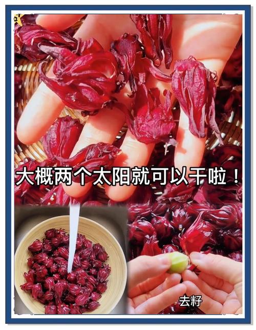 全聯有賣洛神花嗎