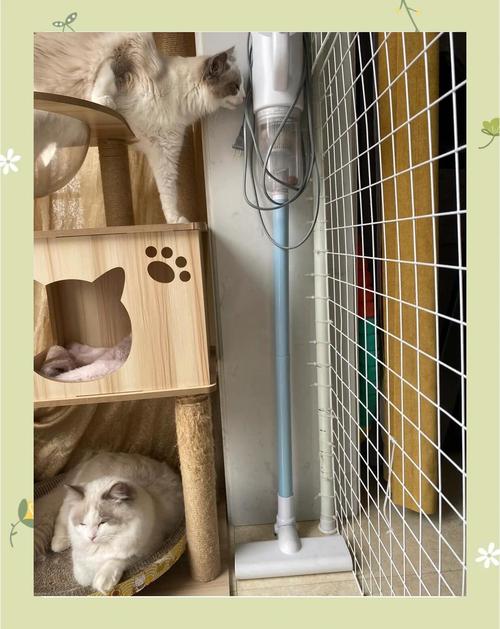 貓咪為什麼怕吸塵器:深入解析貓咪對吸塵器的恐懼與應對之道 3 貓咪為什麼怕吸塵器