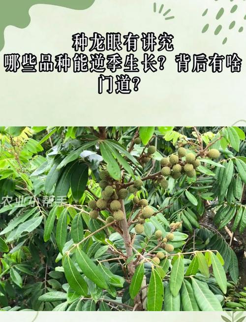 龍眼是外來種嗎