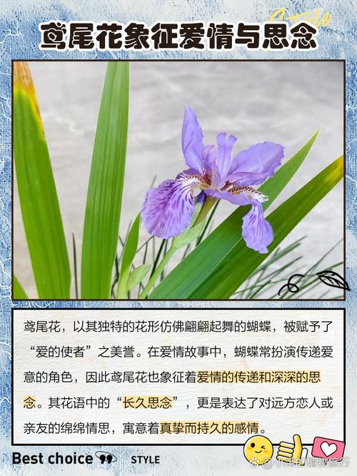 鳶尾花代表什麼