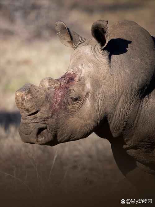 請問哪一種犀牛的角是犀牛家族中最短的,不用於打鬥,而是挖掘呢