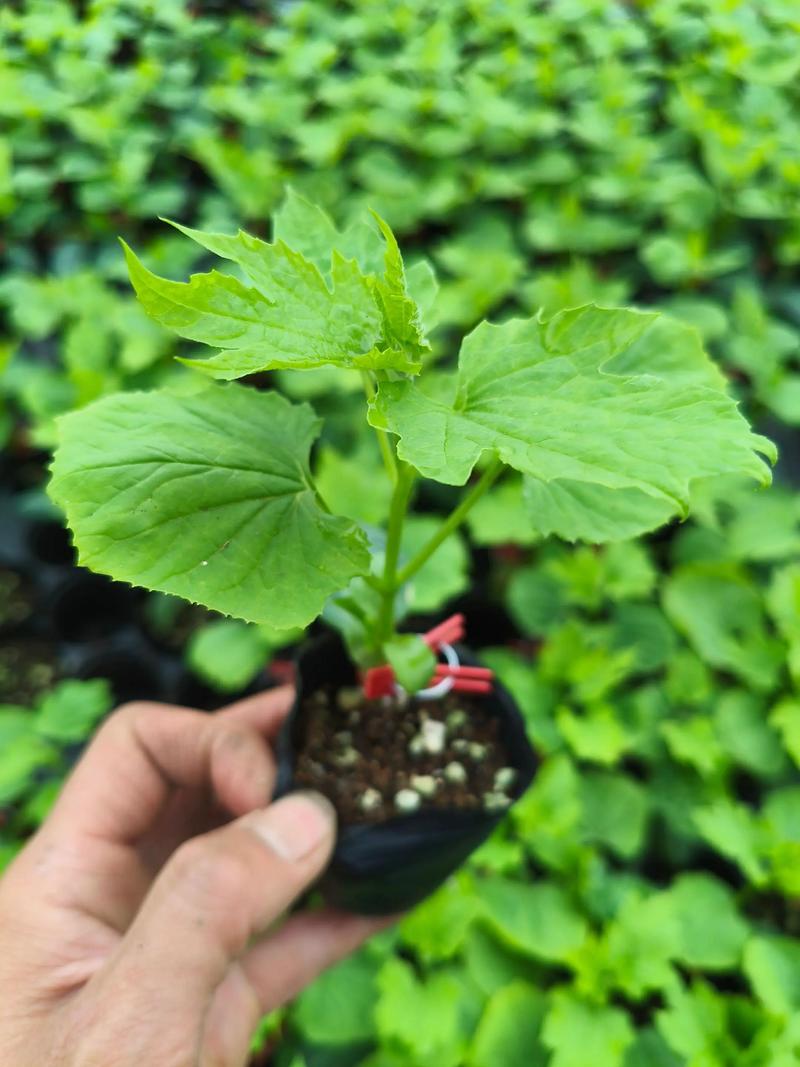 白苦瓜和綠苦瓜有什麼不同