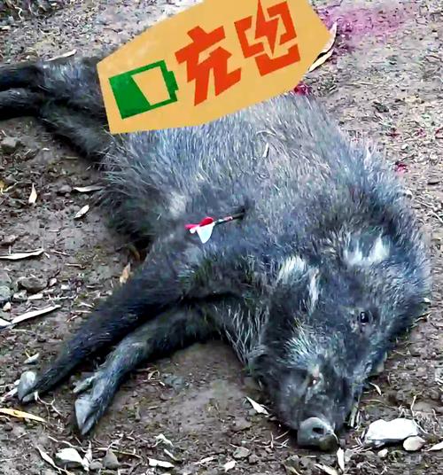 山豬會咬人嗎:揭密台灣山豬的行為模式與防範之道 1 山豬會咬人嗎