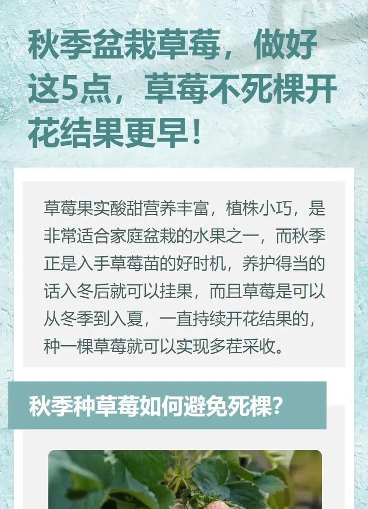 為什麼會種草莓