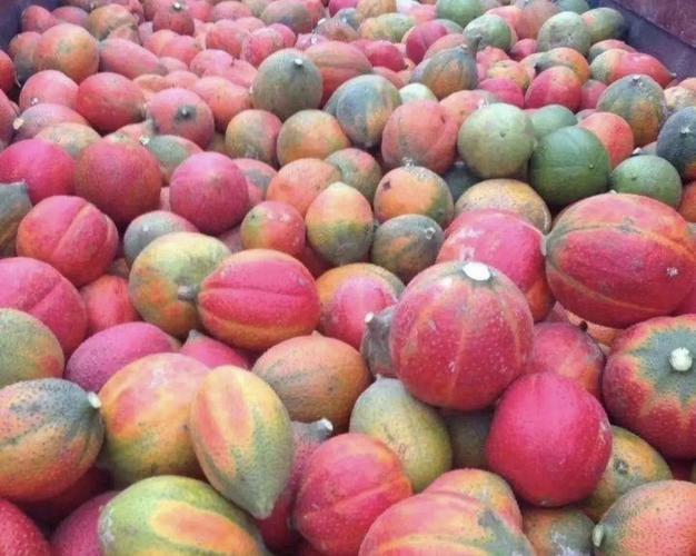 木鱉果什麼人不能吃