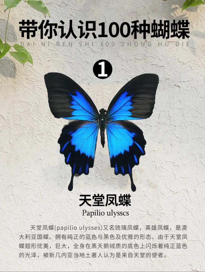 蝴蝶的天敵是誰:從卵到成蟲,蝴蝶生命週期中的層層危機 3 蝴蝶的天敵是誰