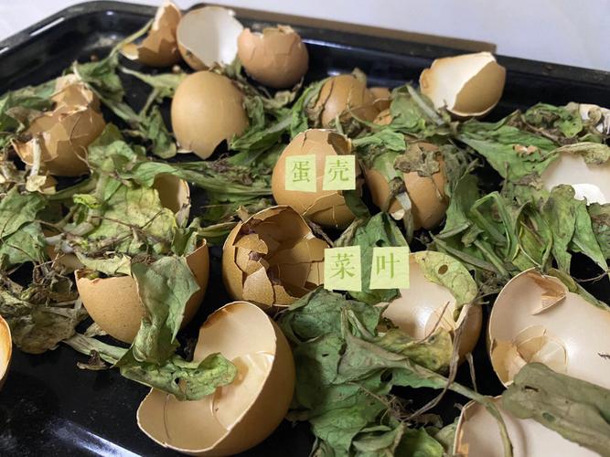 蛋殼是廚餘嗎