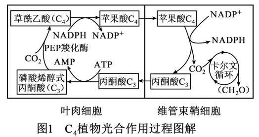氣孔可以行光合作用嗎