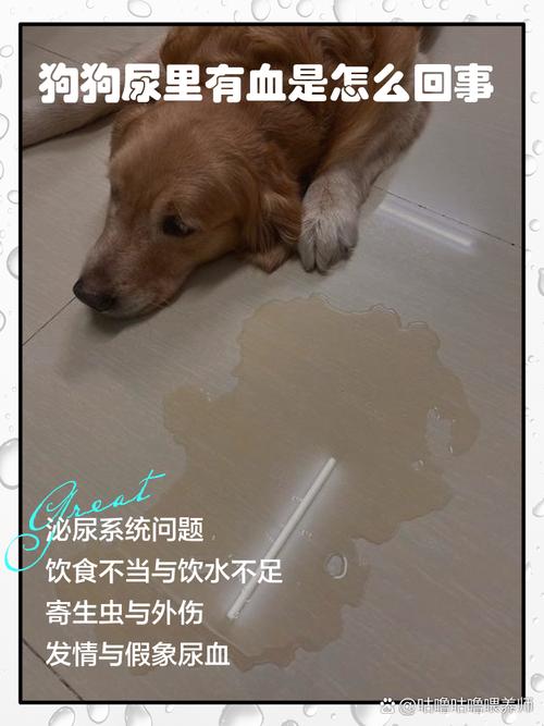 狗狗尿尿會罰錢嗎