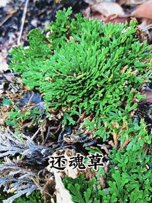 生死草真的有嗎:揭秘傳說中的不死仙草與其科學真相 3 生死草真的有嗎