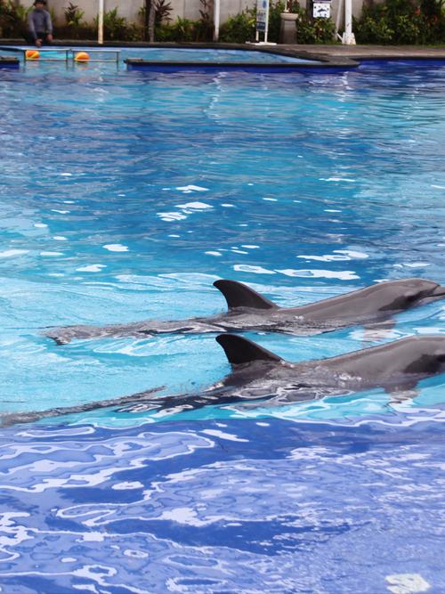 海豚會噴水嗎:深度解析海豚的呼吸與「噴水」現象 1 海豚會噴水嗎