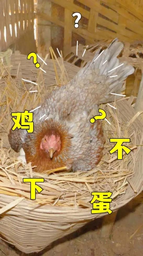 雞為什麼不生蛋:從飼養環境到生理狀況,全面解析母雞停產的十大關鍵原因與應對之道 1 雞為什麼不生蛋