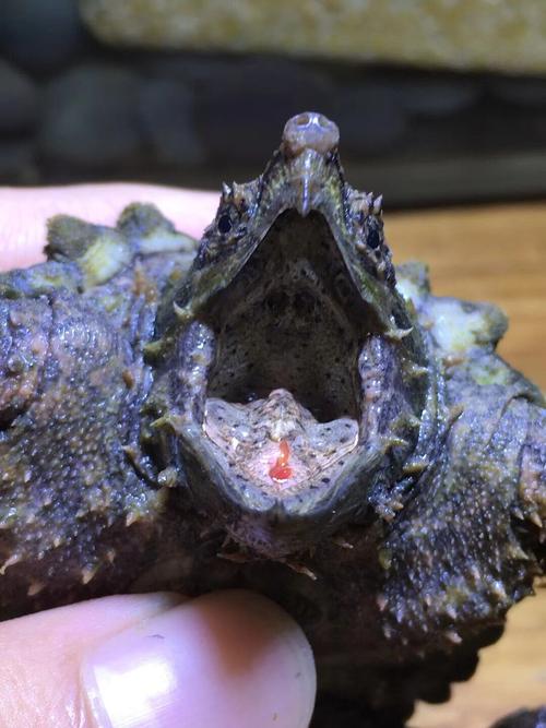 真鱷龜可以養嗎