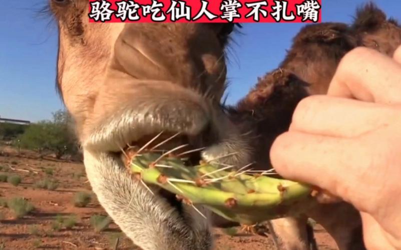 駱駝為什麼可以吃仙人掌