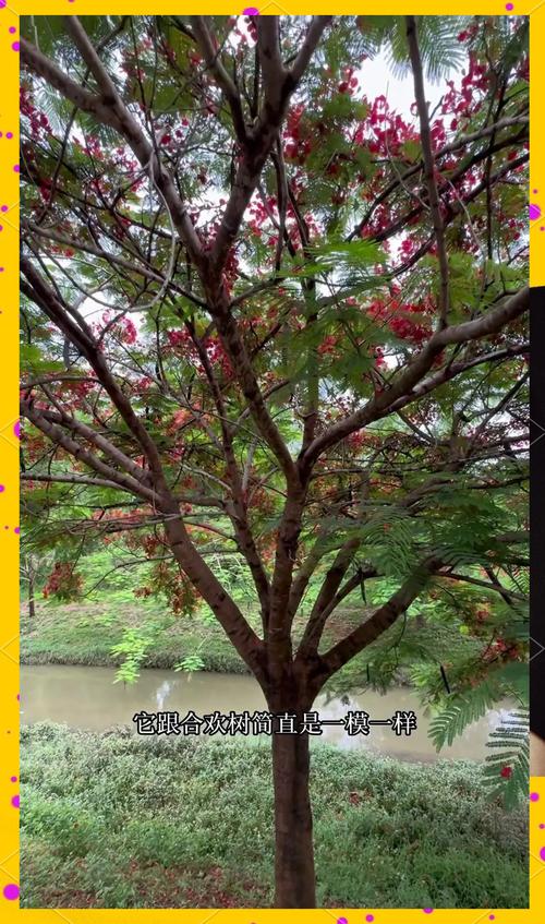 鳳凰木有毒嗎:全方位解析與居家安全指南 1 鳳凰木有毒嗎