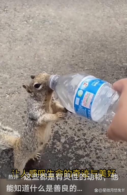 瓶蓋打不開找什麼動物