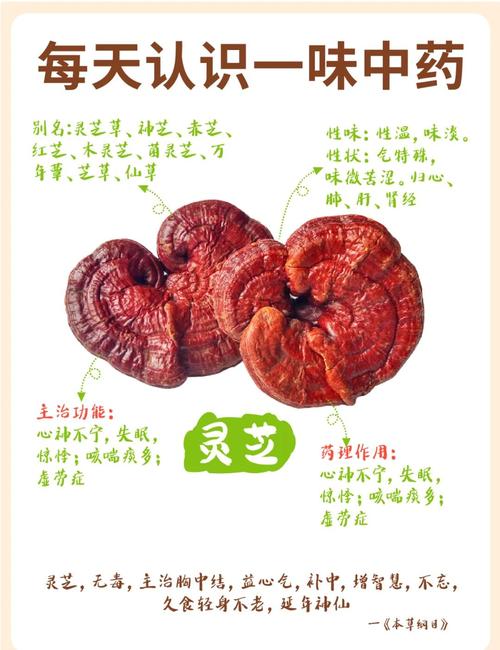 靈芝補腎嗎