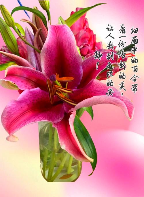 百合花對哪一族而言,是代表著勇氣與純潔的象徵深度解析與文化探討 1 百合花對哪一族而言,是代表著勇氣與純潔的象徵