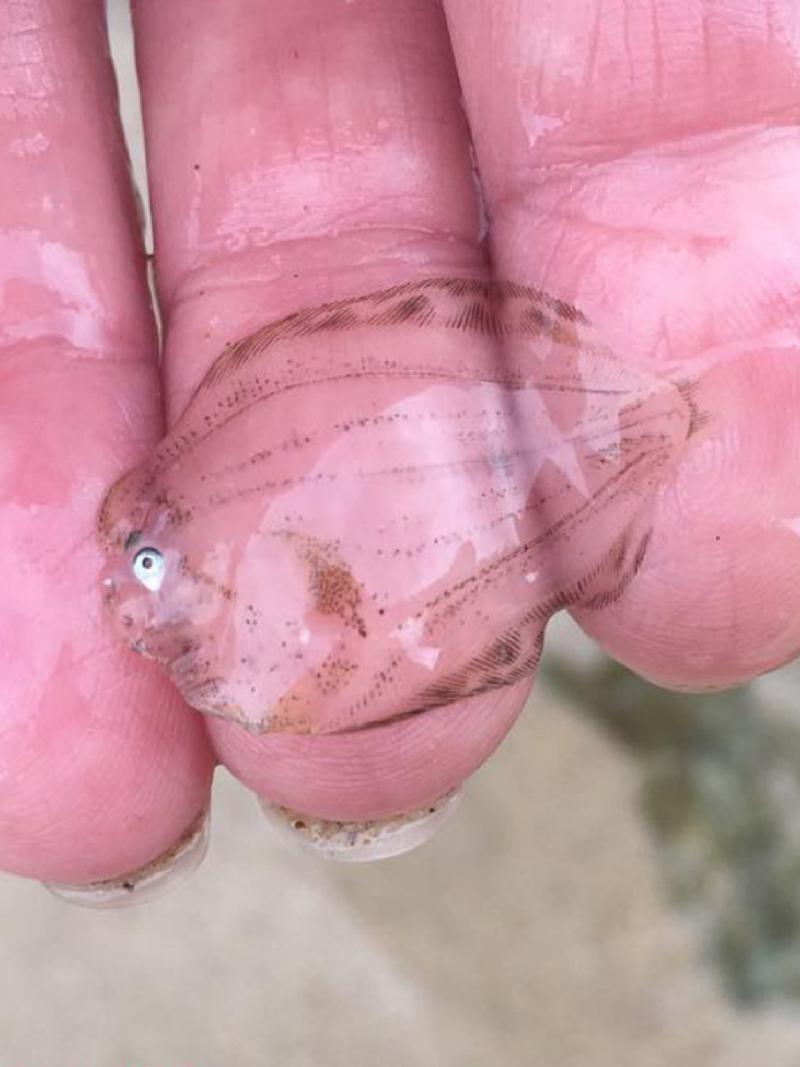 比目魚是鰈魚嗎