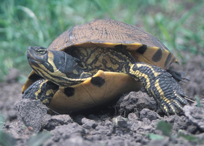 烏龜可以看到什麼顏色