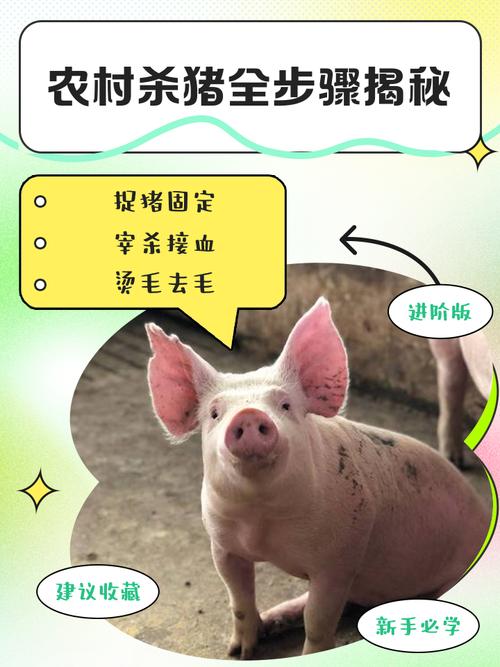 屠宰場怎麼殺豬深入解析現代化豬隻屠宰流程與食品安全 1 屠宰場怎麼殺豬